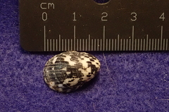 Nerita textilis