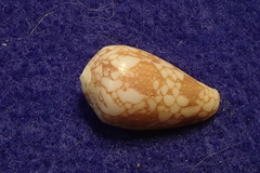Conus pennaceus