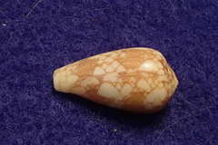 Conus pennaceus
