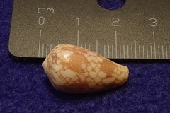 Conus pennaceus