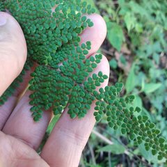 Myriopteris lendigera