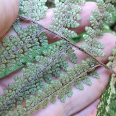 Myriopteris lendigera