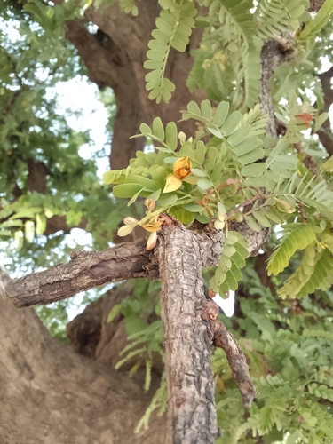 Tamarind