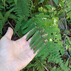 Myriopteris lendigera