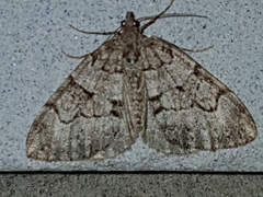 Thera contractata