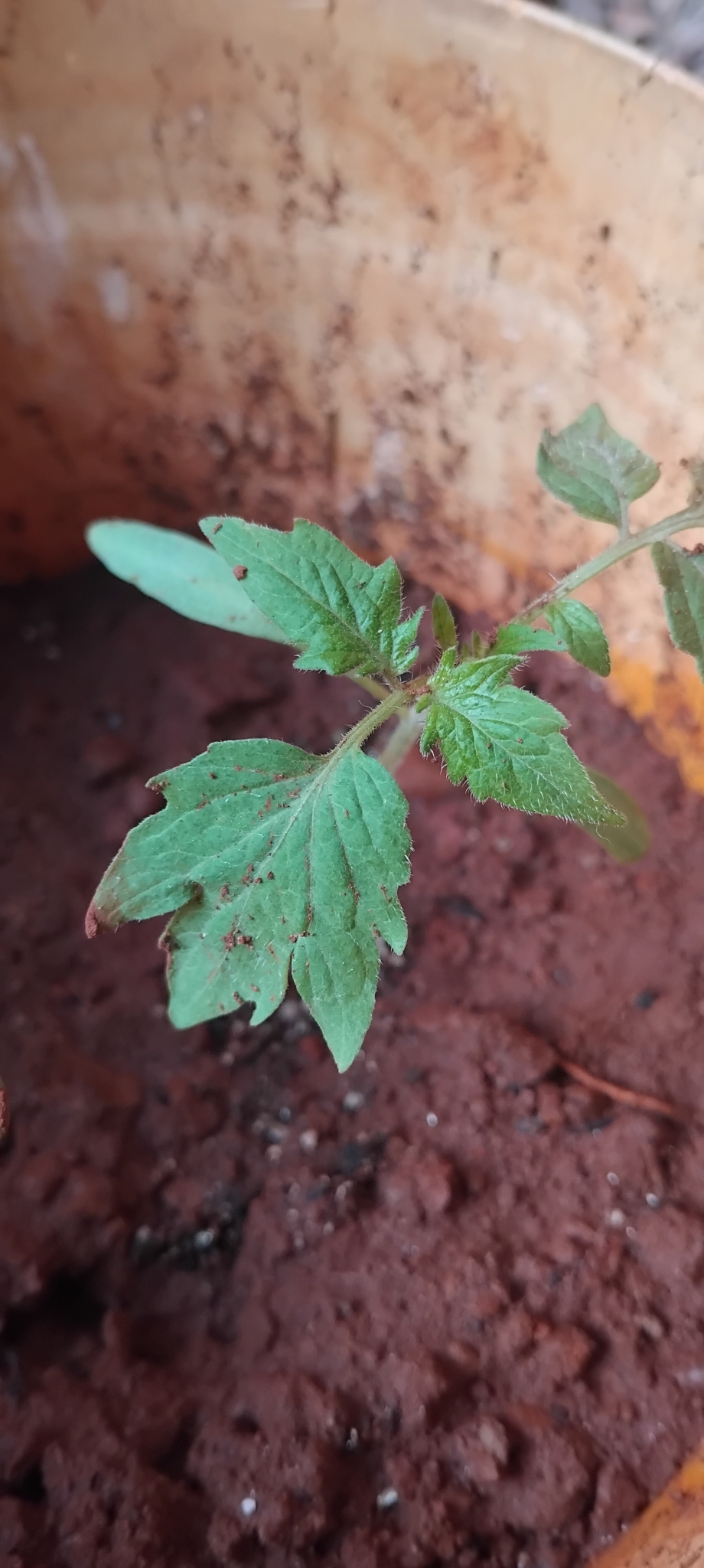 Solanum lycopersicum