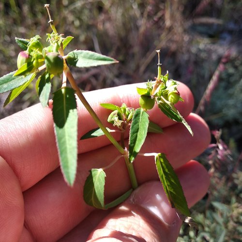 Euphorbia lacera