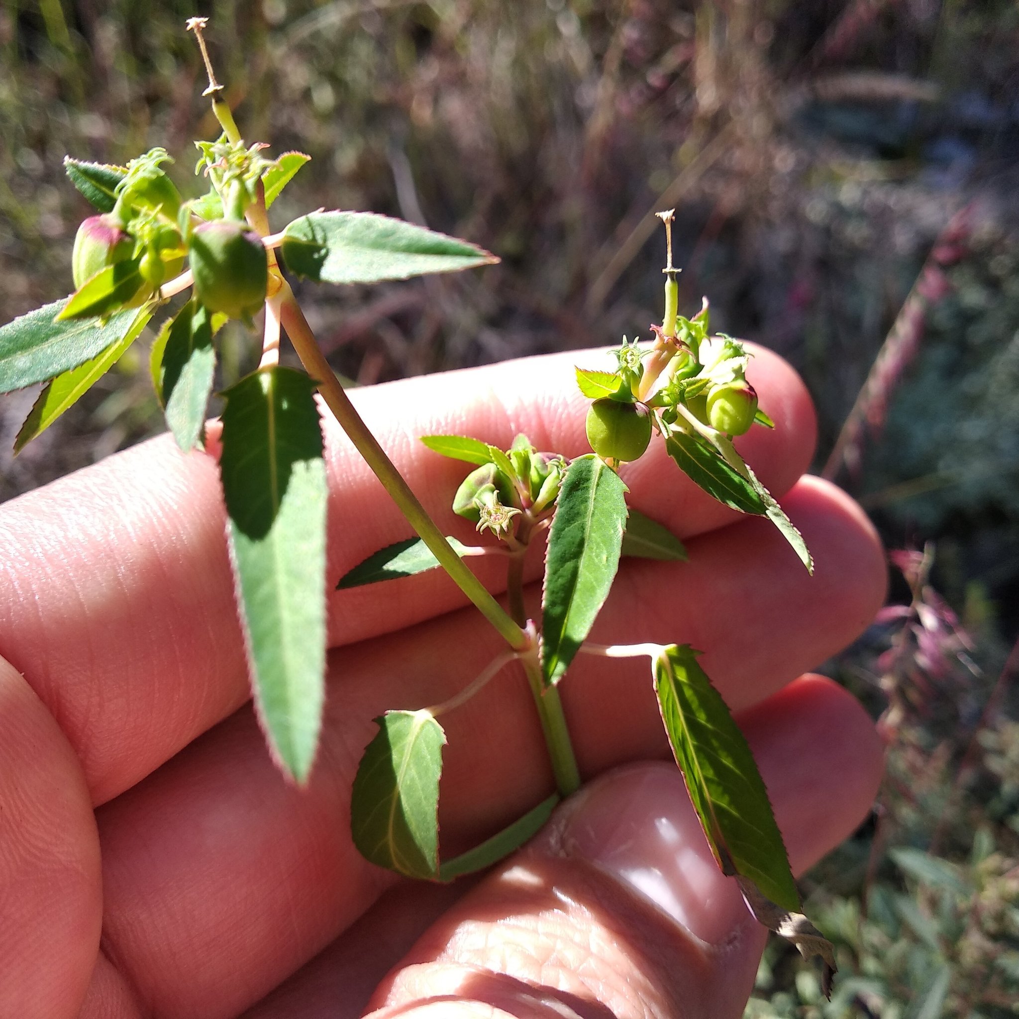 Euphorbia lacera
