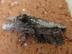 Calliteara argentata
