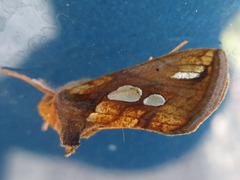 Plusia festucae