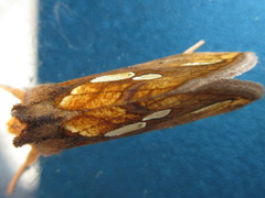 Plusia festucae