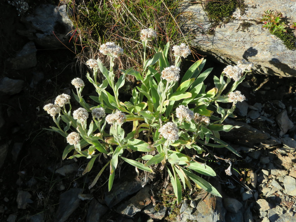 Anaphalis alpicola