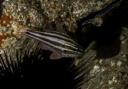 Ninestripe cardinal (Ostorhinchus taeniophorus) — Apogonidae — 4