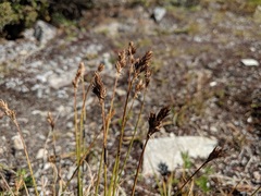 Carex phaeocephala