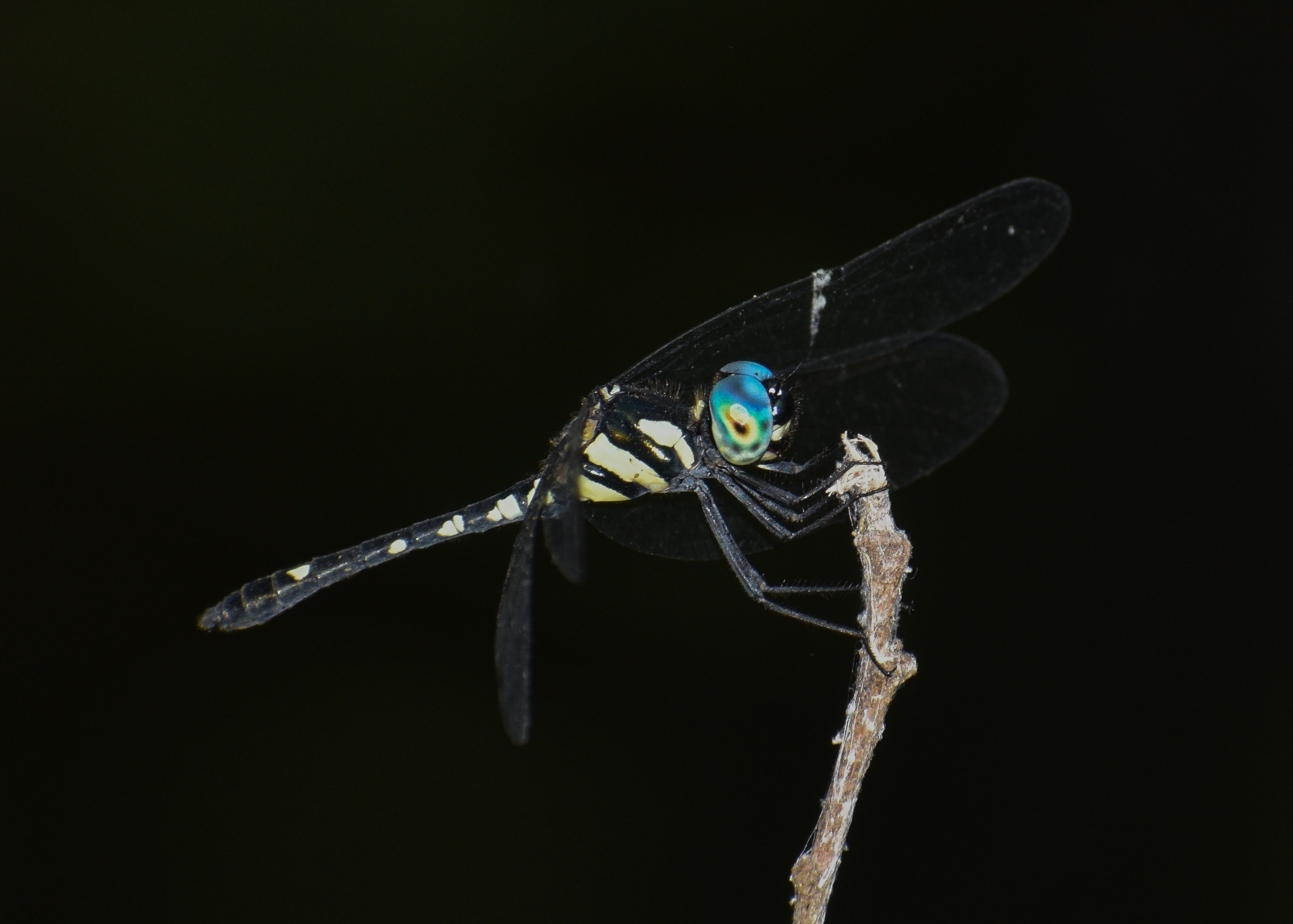 Pigmy Skimmer