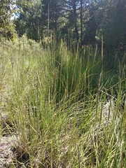 Muhlenbergia macroura