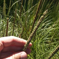 Muhlenbergia macroura