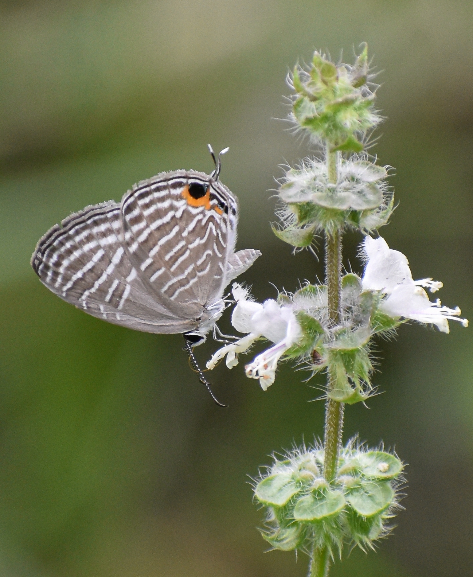 Common Cerulean