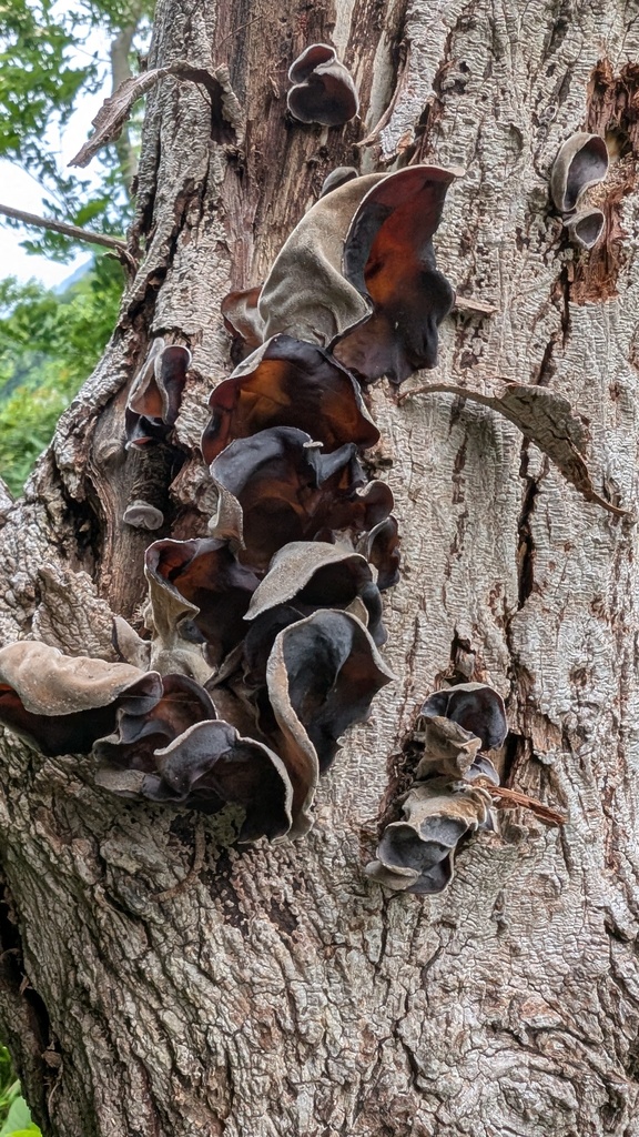 Auricularia polytricha · June 2025 · photo: © atsushi_nakajima_cirque (iNaturalist, cc-by)
