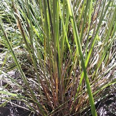 Muhlenbergia macroura