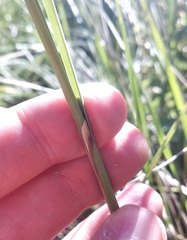 Muhlenbergia macroura