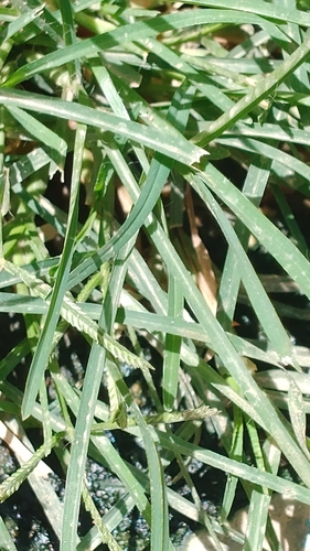 Jungle Rice