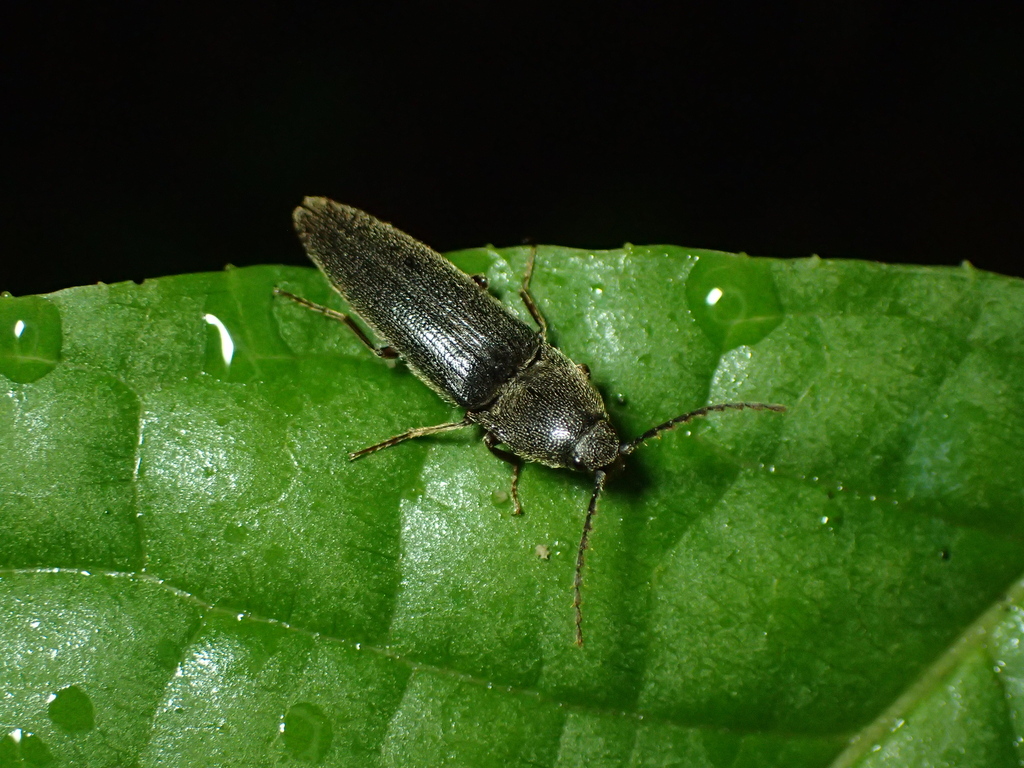 ヒラタクロクシコメツキ