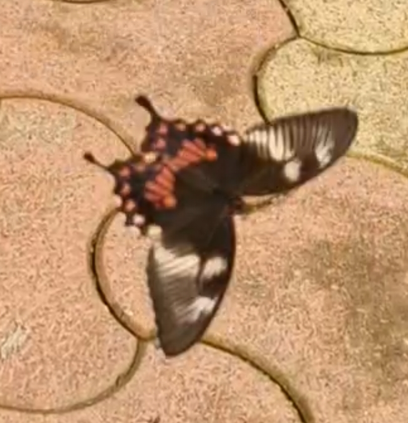 Common Mormon