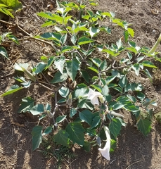 Datura stramonium
