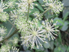 Aralia cordata