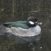 Green Pygmy-Goose - Photo (c) Giverny, some rights reserved (CC BY-NC)