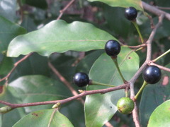 Lindera glauca