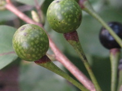Lindera glauca
