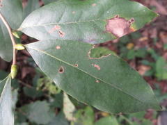 Lindera glauca