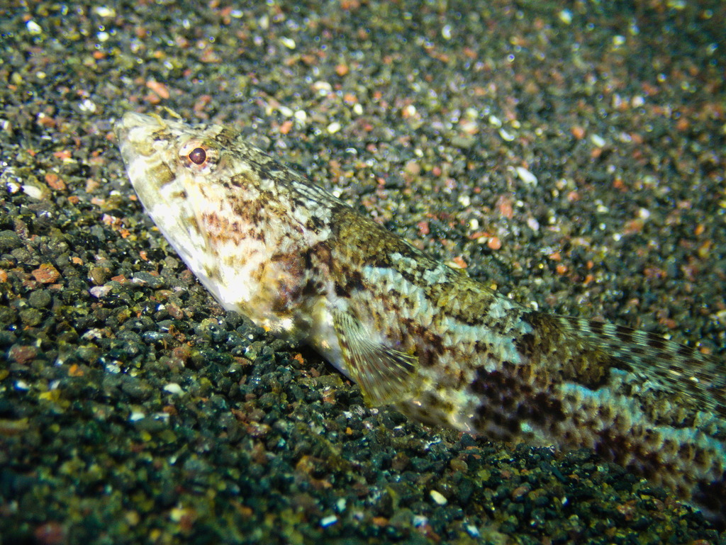 Red Lizardfish from Lajes do Pico, PT-AC, PT on June 14, 2025 at 09:47 ...