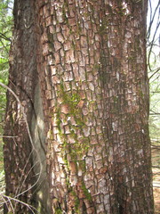 Juniperus deppeana deppeana