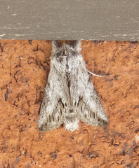 Pleromelloida cinerea