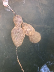 Pectinatella magnifica