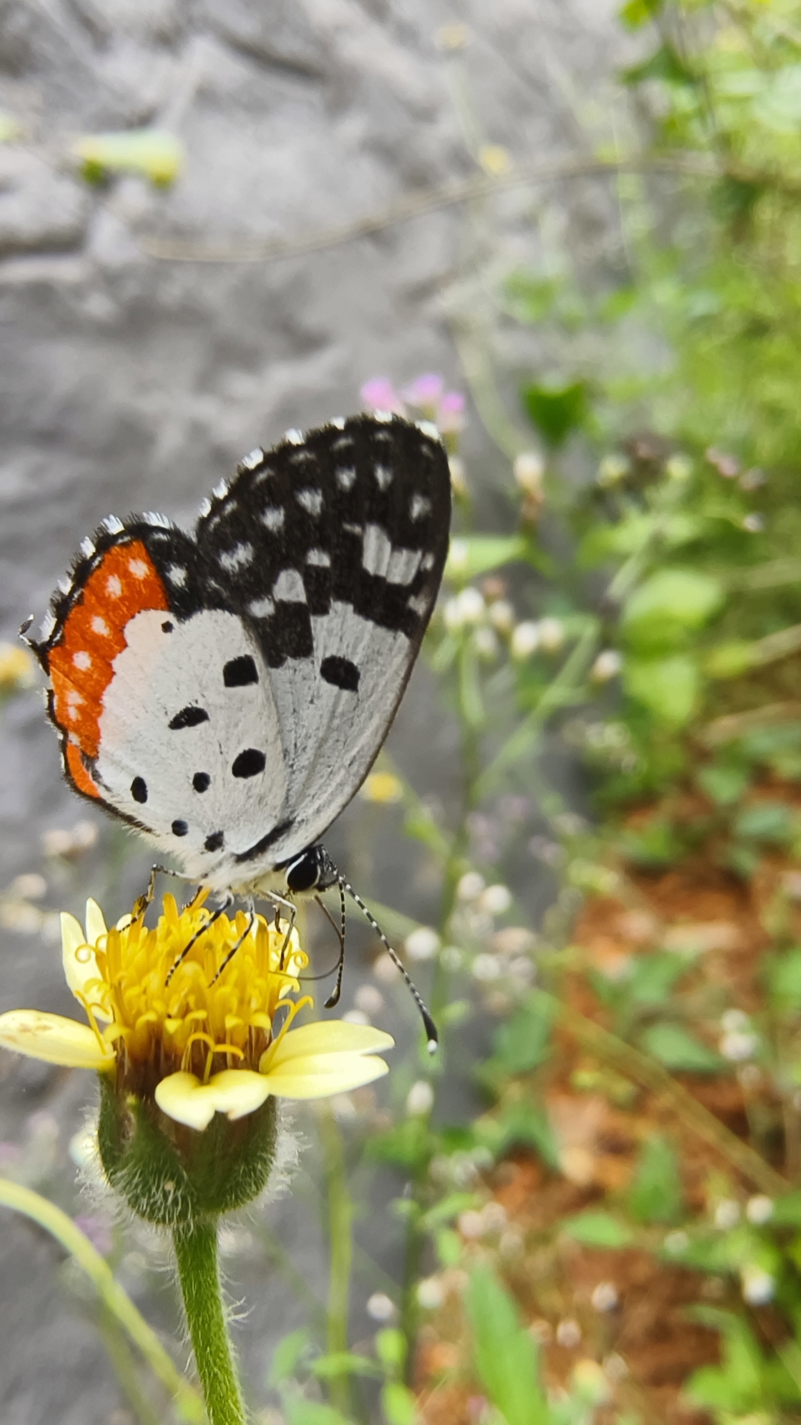 Red Pierrot