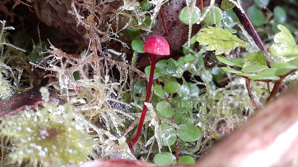 Mycena ura · June 2025 · photo: © aardvark04 (iNaturalist, cc0)