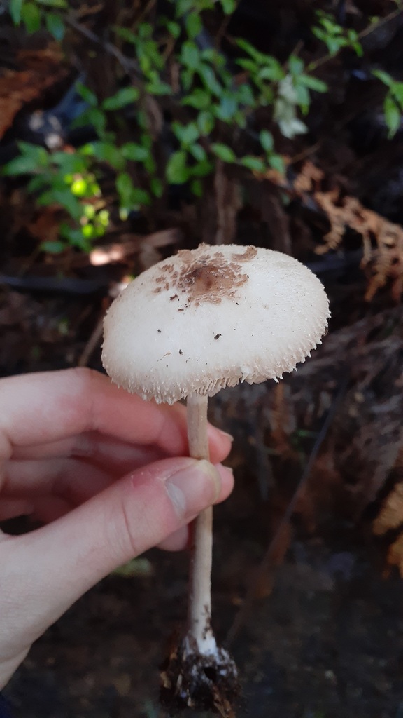 Macrolepiota clelandii · June 2025 · photo: © aardvark04 (iNaturalist, cc0)