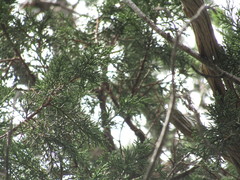 Juniperus deppeana deppeana