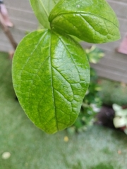 Nyctanthes arbor-tristis