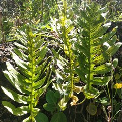 Phlebodium araneosum