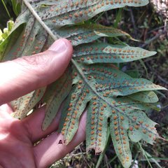 Phlebodium araneosum