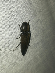 Orthostethus infuscatus