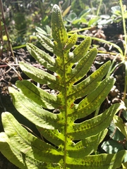 Phlebodium araneosum