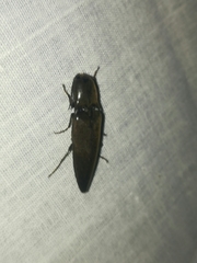 Orthostethus infuscatus