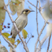 Graceful Honeyeater - Photo (c) Andrew Allen, some rights reserved (CC BY), uploaded by Andrew Allen
