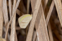 Eurema herla